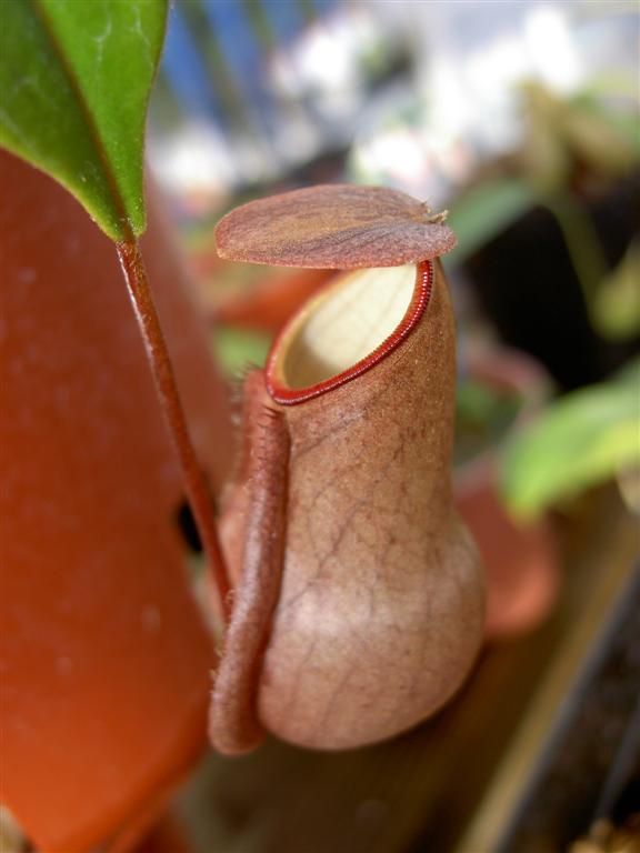 Nepenthes distillatoria 'purple'